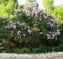 Сирень обыкновенная (Syringa vulgaris)