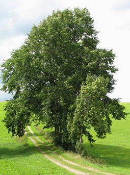 Вяз шершавый или Ильм горный (Ulmus glabra)