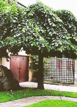 Вяз шершавый «Pendula» (Ulmus glabra «Pendula»)