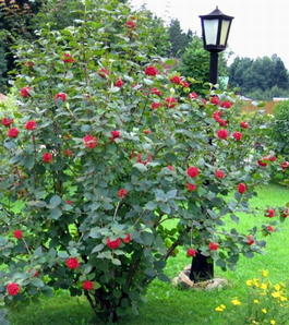 Калина гордовина (Viburnum lantana)