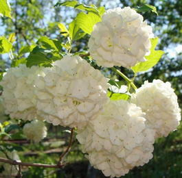 Калина обыкновенная c. Буль-де-неж (Viburnum Оpulus s. Rosea)