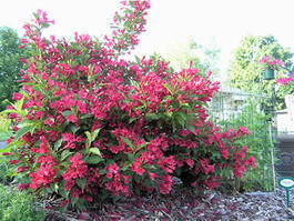 Вейгела цветущая (Weigela florida)