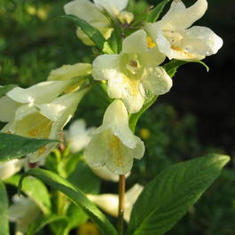 Вейгела Миддендорфа (Weigela Мiddendorffiana)