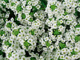 Алиссум (бурачок) морской (Alyssum maritimum)