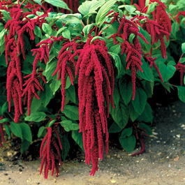Амарант хвостатый (Amaranthus caudatus)