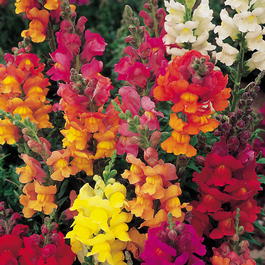 Львиный зев (Antirrhinum majus)