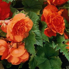 Бегония клубневая гибридная (Begonia tuberhybrida)