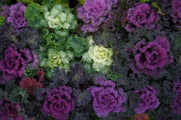 Капуста декоративная (Brassica oleracea var.acephala)