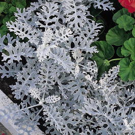 Цинерария приморская (Cineraria maritima)