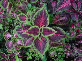 Колеус гибридный (Coleus hybrida)