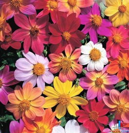 Георгина однолетняя (Dahlia variabilis)