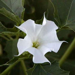 Дурман обыкновенный (Datura stramonium)