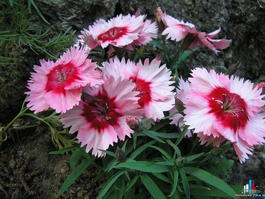 Гвоздика китайская (Dianthus chinensis)