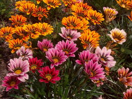 Гацания гибридная (Gazania hybrida)