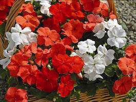 Бальзамин Уоллера (Impatiens walleriana)