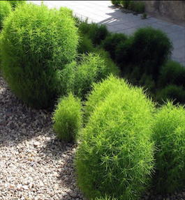 Кохия веничная (Kochia scoparia)