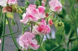 Горошек душистый (Lathyrus odoratus)
