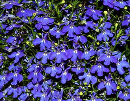 Лобелия ежевидная (Lobelia erinus)