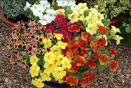 Губастик гибридный (Mimulus hybridus)