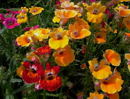 Немезия гибридная (Nemesia hybrida)