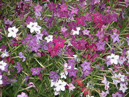 Табак душистый (Nicotiana alata)