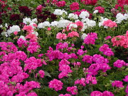 Пеларгония зональная (Pelargonium zonale)