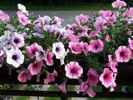 Петуния гибридная (Petunia hybrida)