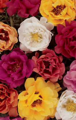 Портулак крупноцветковый (Portulaca grandiflora)