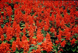 Сальвия блестящая (Salvia splendens)