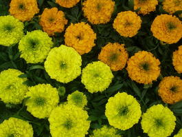 Бархатцы прямостоячие (Tagetes erecta)