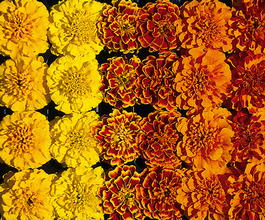 Бархатцы отклоненные (Tagetes patula)