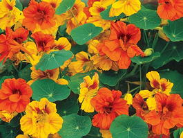 Настурция большая (Tropaeolum majus)