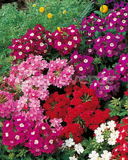 Вербена гибридная (Verbena hybrida)