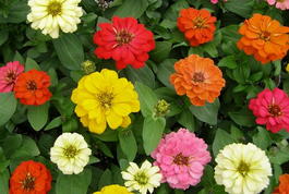 Цинния изящная (Zinnia elegans)