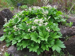 Кленолистник или Мукдения Россa (Aceriphyllum, Mukdenia Rossii)