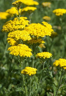 Тысячелистник обыкновенный «Desert Eve Yellow Desyel» (Achillea millefolium «Desert Eve Yellow Deysel»)