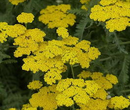 Тысячелистник обыкновенный «Moonshine» (Achillea millefolium «Moonshine»)