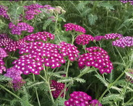 Тысячелистник обыкновенный «New Vintage Violet» (Achillea millefolium «New Vintage Violet»)