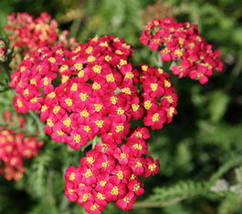 Тысячелистник обыкновенный «Red Velvet» (Achillea millefolium «Red Velvet»)