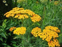 Тысячелистник обыкновенный «Терракота» (Achillea millefolium «Terracota»)