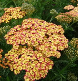 Тысячелистник обыкновенный «Tricolor» (Achillea millefolium «Tricolor»)