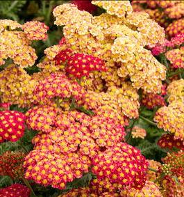 Тысячелистник обыкновенный «Walther funcke» (Achillea millefolium «Walther funcke»)