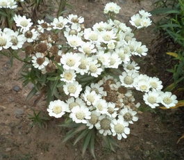 Тысячелистник птармика «Nana Compacta» (Achillea ptarmica «Nana Compacta»)