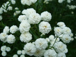 Тысячелистник птармика «Жемчужница» (Achillea ptarmica «The Pearl»)