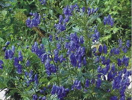 Аконит клобучковый (Aconitum napellus)