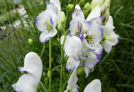 Аконит клобучковый «Eleonora» (Aconitum napellus «Eleonora»)