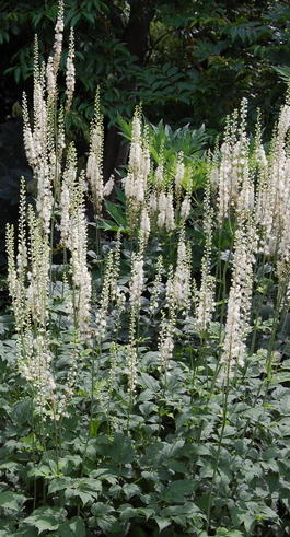 Цимицифуга кистевидная (Actaea racemosa)