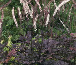 Клопогон простой «Брюнет» (Actaea simplex «Brunette»)