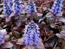 Живучка ползучая «Atropurpurea» (Ajuga reptans «Atropurpurea»)