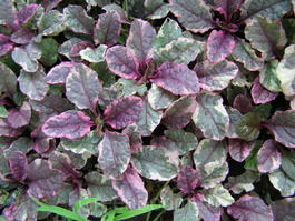 Живучка ползучая «Бургунди Глоу» (Ajuga reptans «Burgundy Glow»)